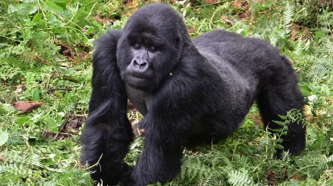 Best Gorilla Trekking Uganda