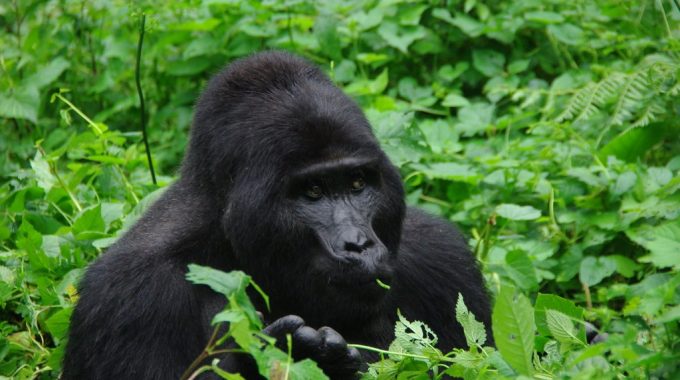 Gorilla Trekking Uganda November
