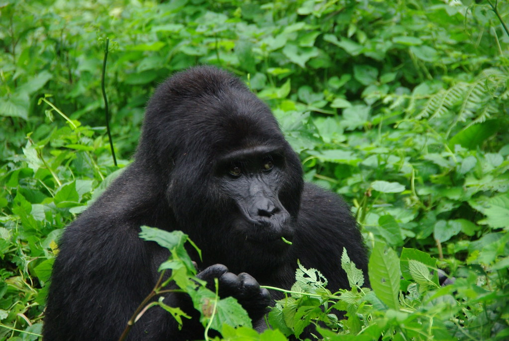 Gorilla trekking Uganda November