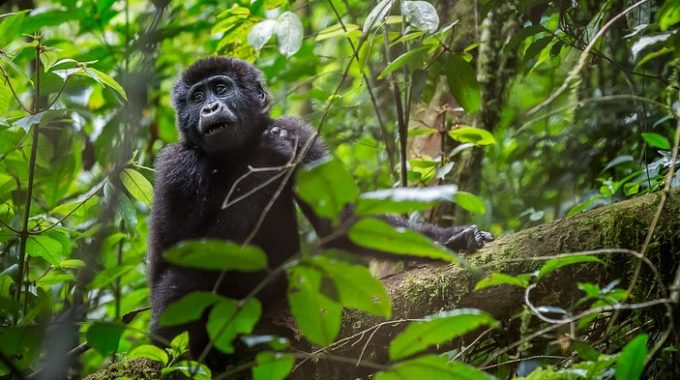 Gorilla Trekking Uganda April