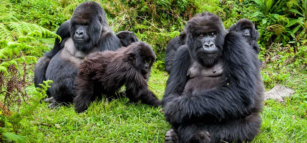 Uganda vs Rwanda for gorilla trekking