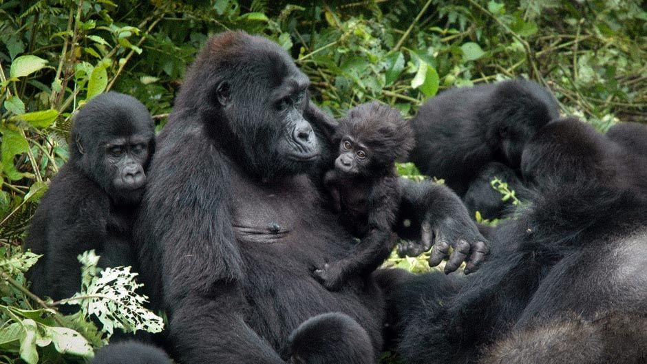 Gorilla Trekking in Uganda Reviews