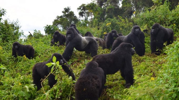 Uganda Gorilla Trek And Safaris
