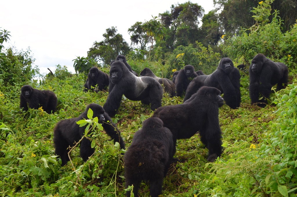 Uganda gorilla trek and safaris