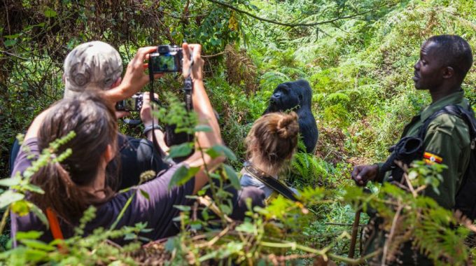 Gorilla Trekking In Uganda Gefährlich /is It Dangerous