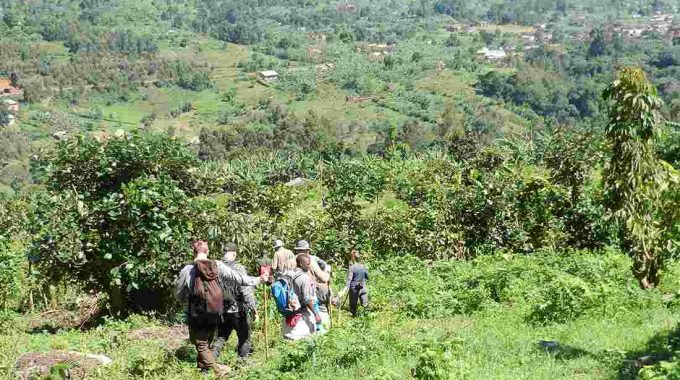 Gorilla Trekking Uganda Fitness