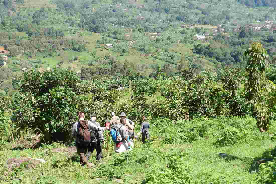 Gorilla trekking Uganda fitness