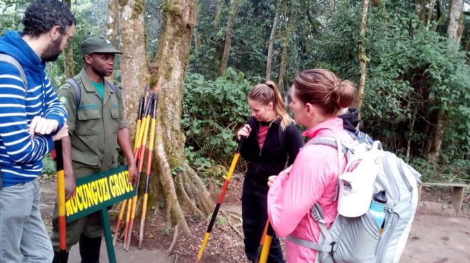 Uganda Gorilla Trekking In Uganda From Kigali