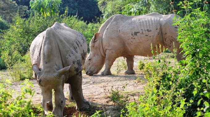 Uganda Wildlife Animals