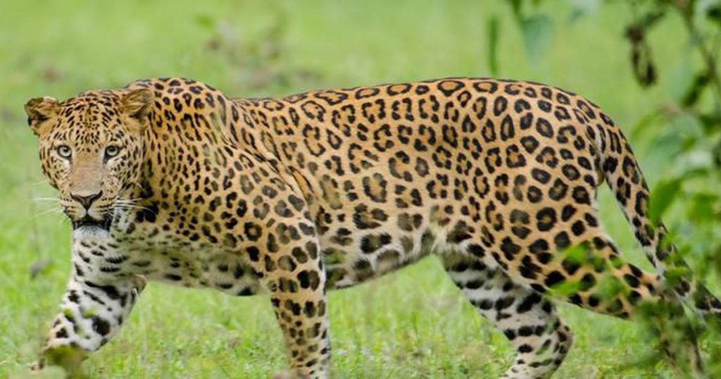 Uganda safari big five