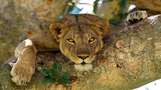 Uganda Safari Booking