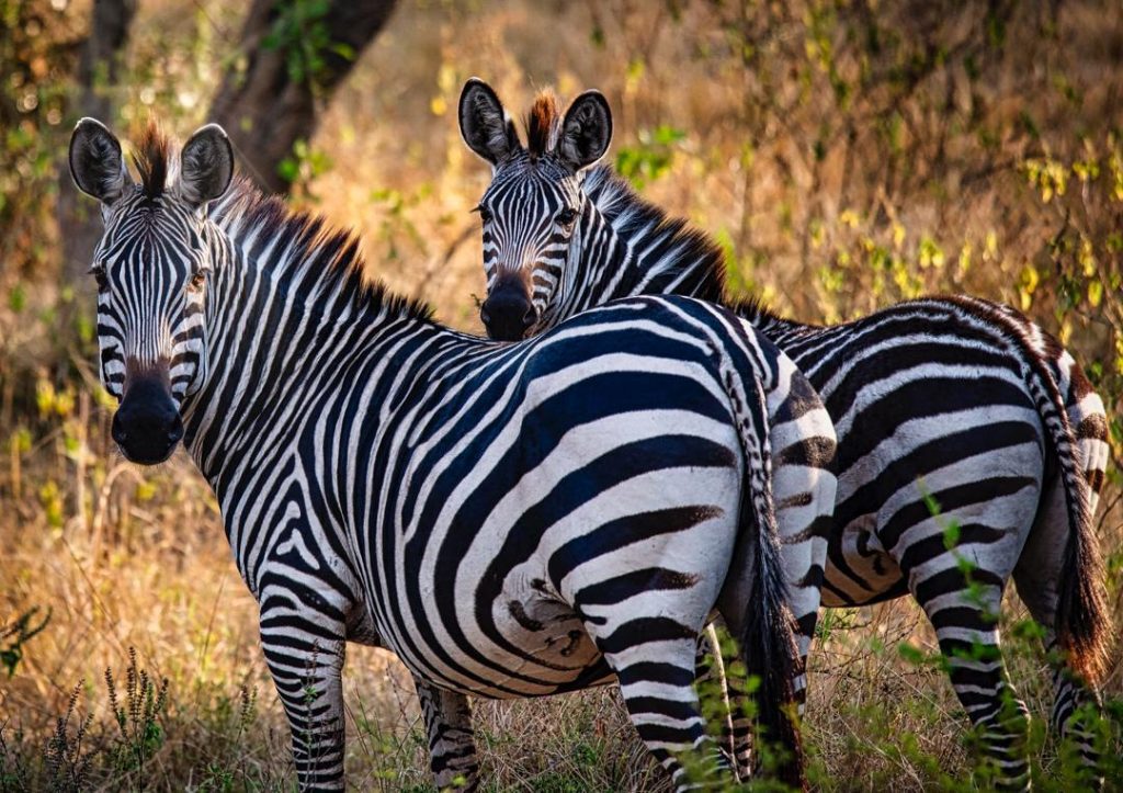 Uganda safaris budget