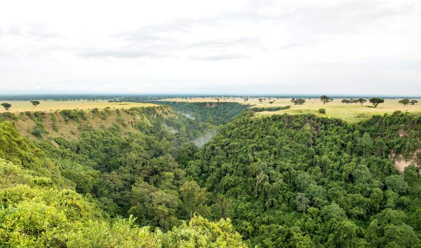 Chimpanzee trekking in kyambura gorge