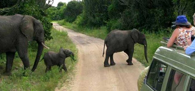 Best Uganda Safari Company