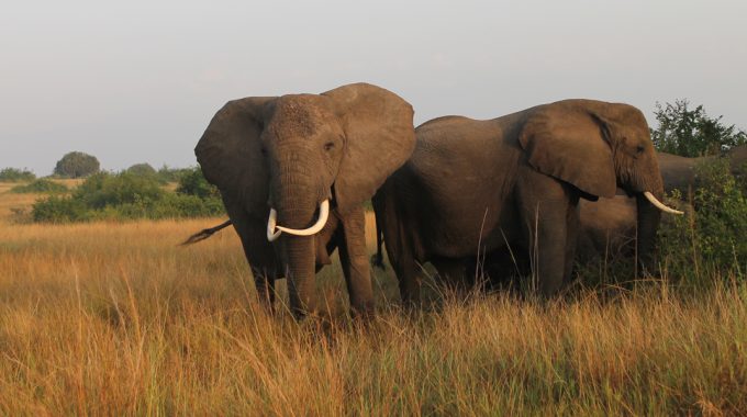 Uganda Safaris Company