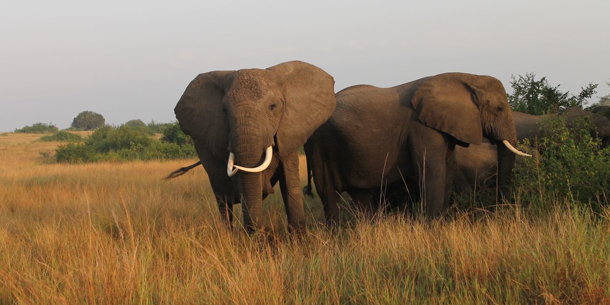 Uganda Safaris Company