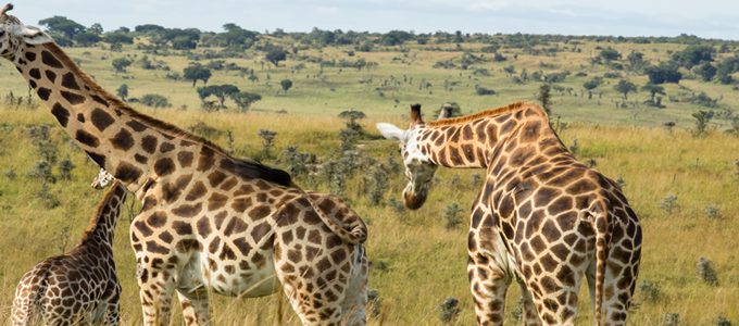 Safaris Uganda Cheap
