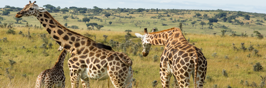 Safaris Uganda cheap