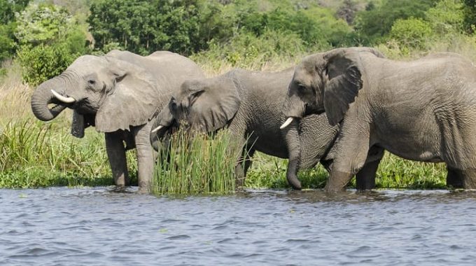 Uganda Safaris And Excursions