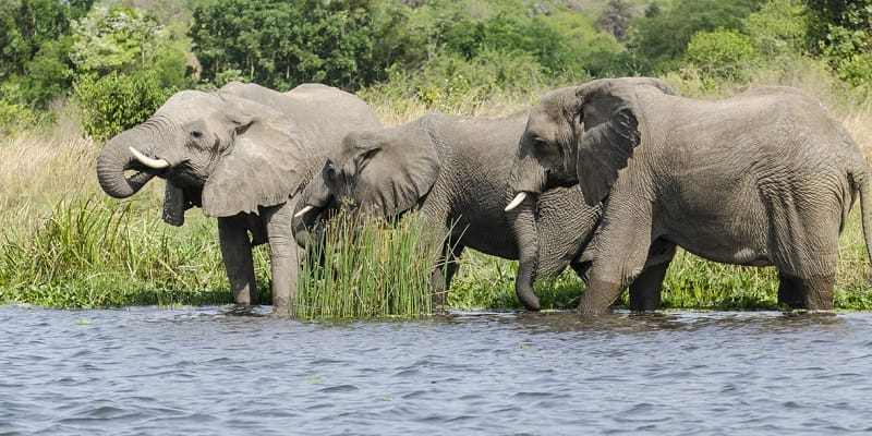 Uganda safaris and Excursions