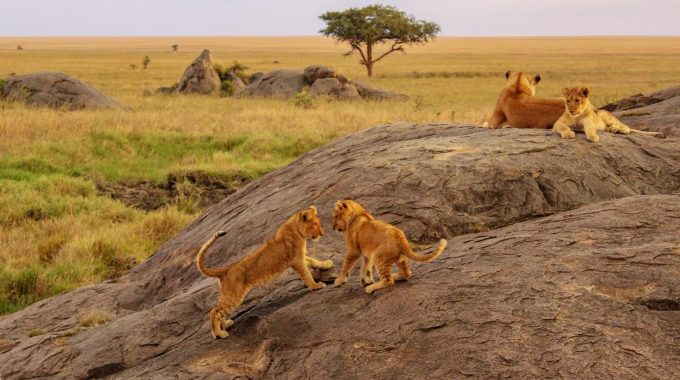chobe safari lodge uganda