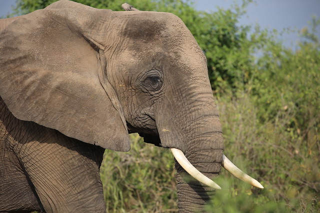 Uganda safari fees