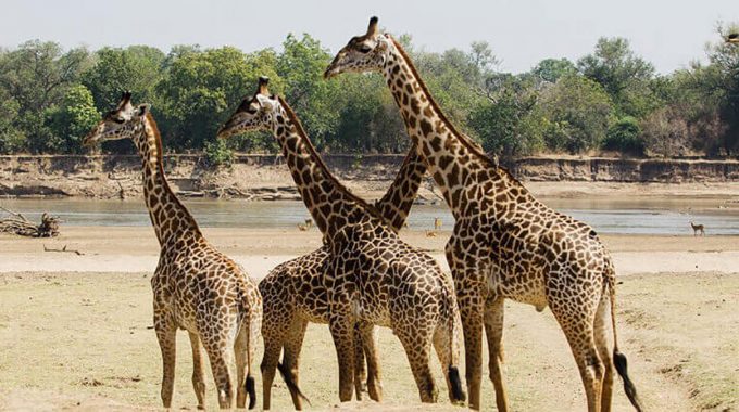 Uganda Safari Experts