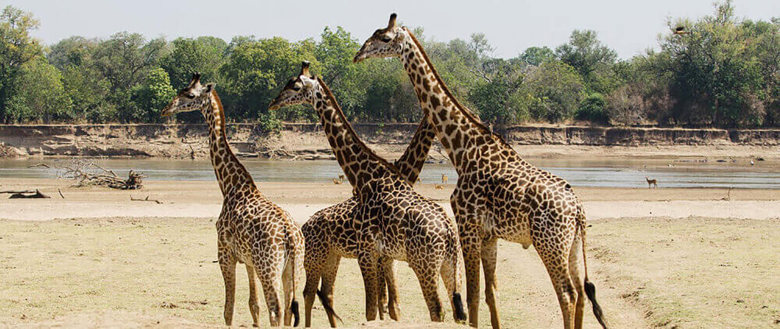 Uganda safari experts