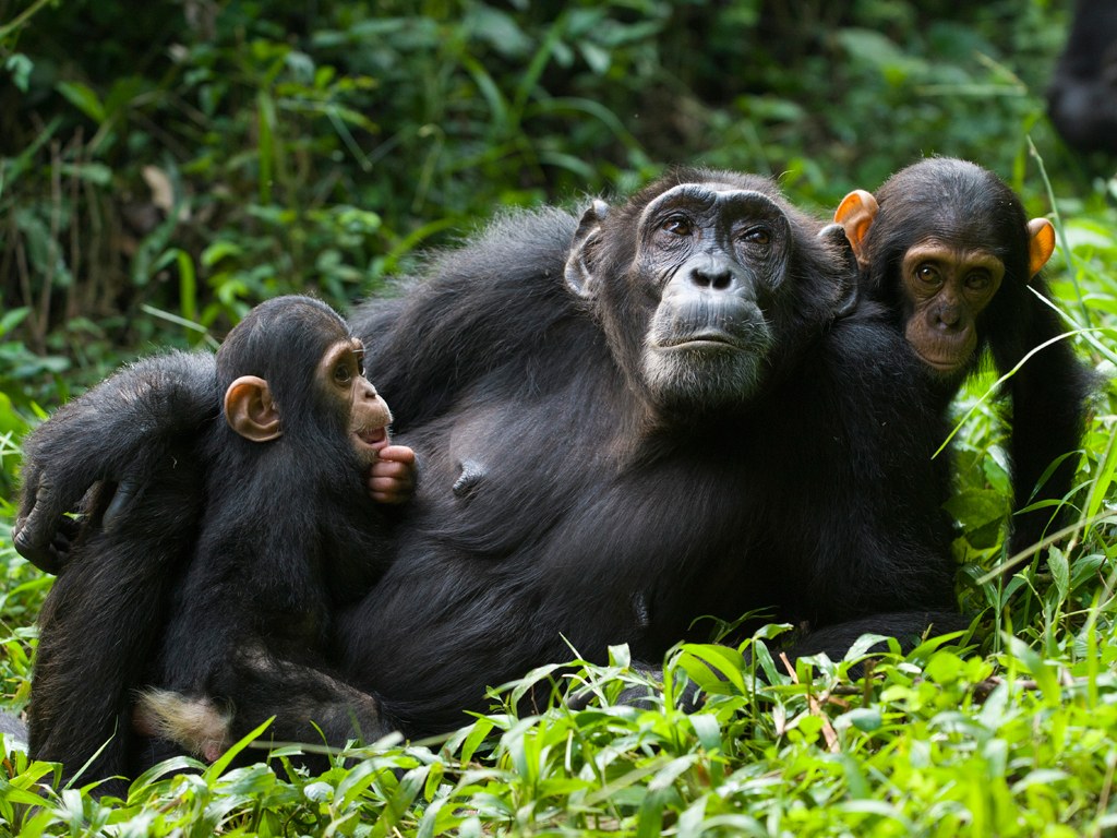 Uganda safari experience