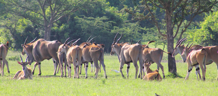 Uganda Safari Guide