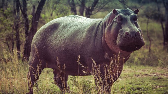 Uganda Safaris Company