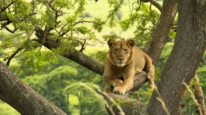 Uganda African Safari