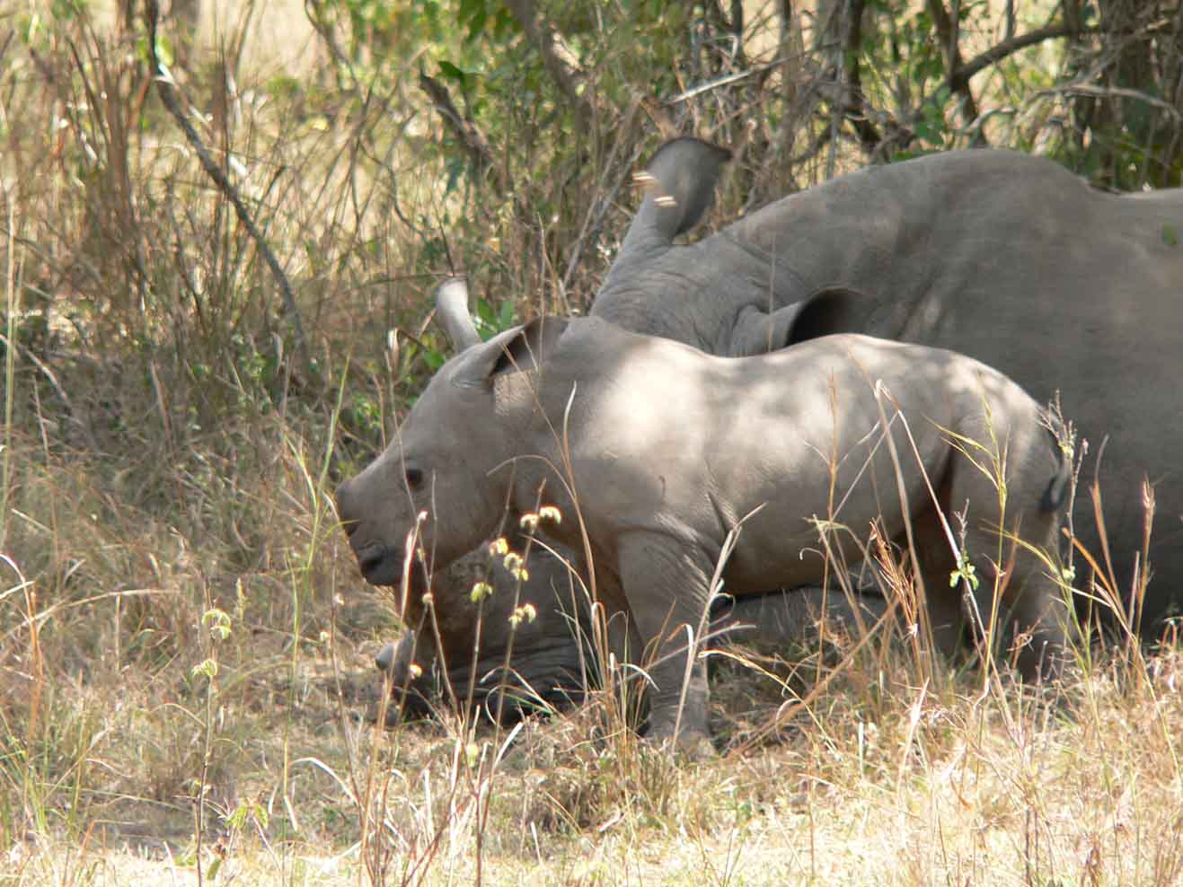 Uganda game safari Gorilla Trekking Uganda
