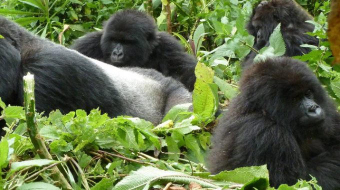 Uganda Gorilla Safari Price