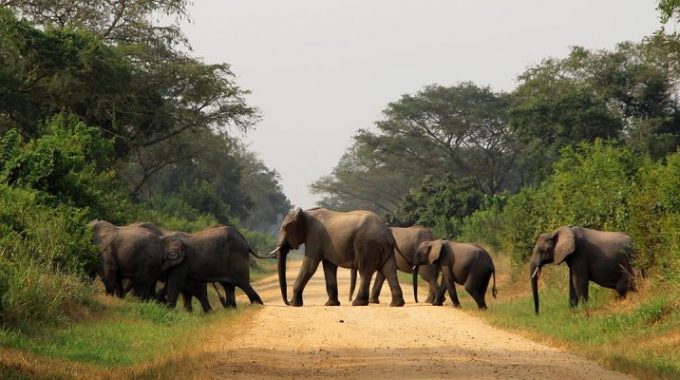 Uganda Wildlife Safaris