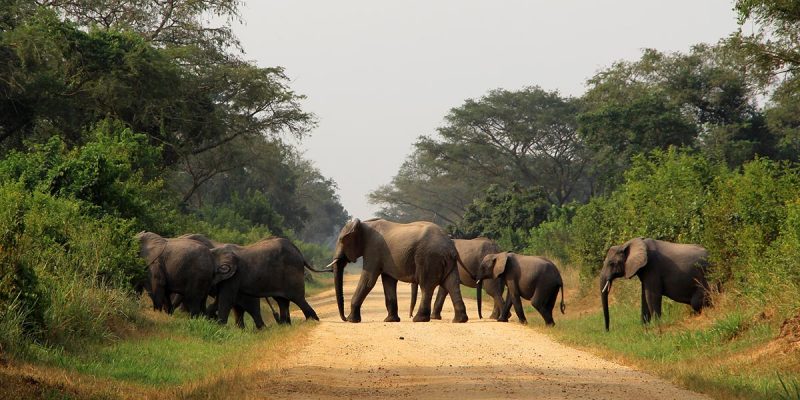 Uganda wildlife safaris