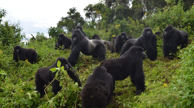 Uganda Gorilla Safaris