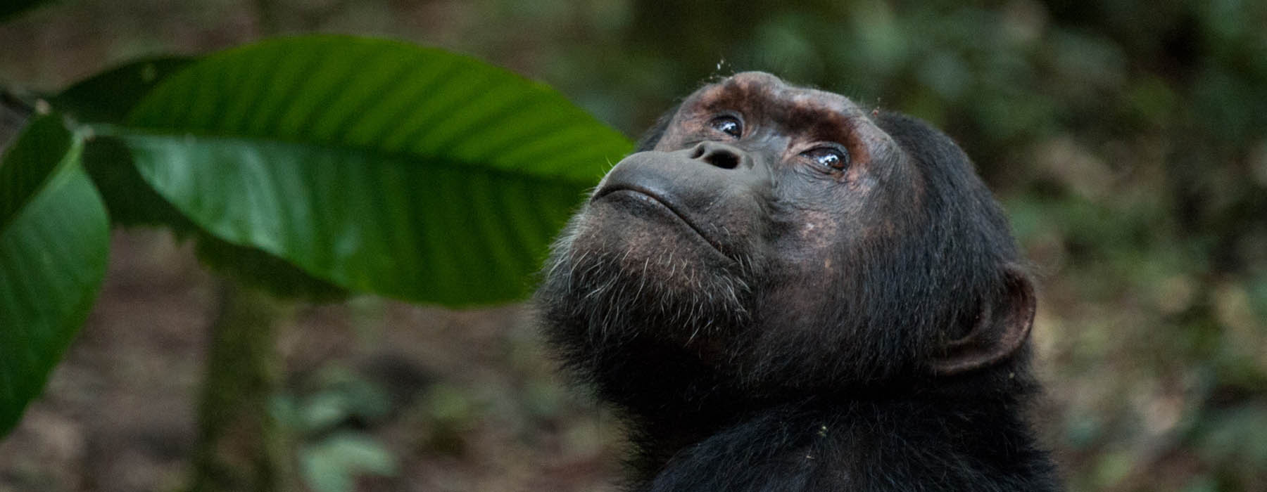 Chimpanzee trekking