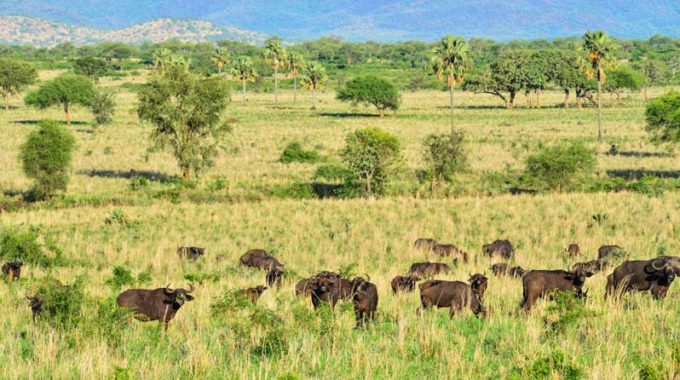 Game Drive In Kidepo Valley National Park