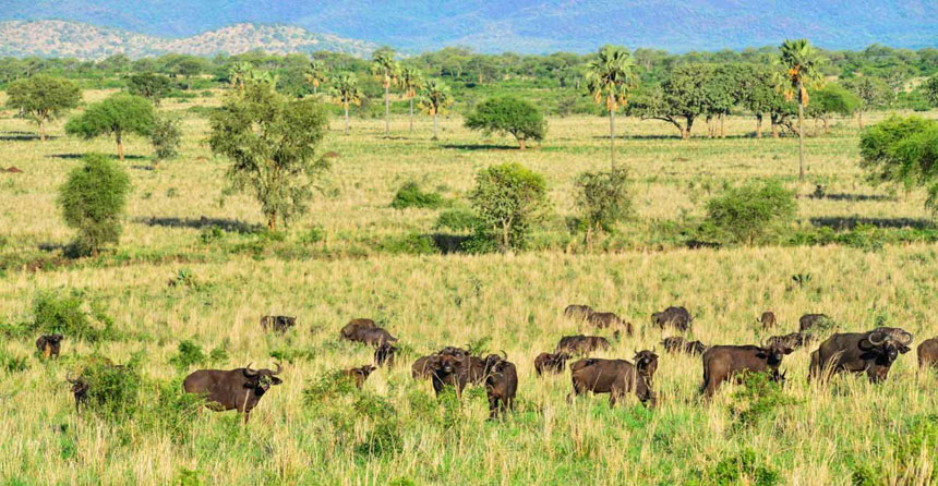 Game drive in kidepo valley national park