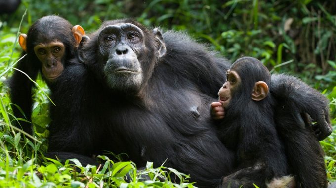 Chimpanzee Trekking