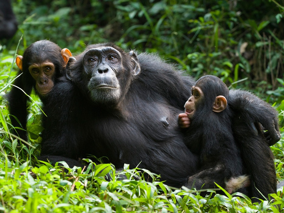 Chimpanzee trekking
