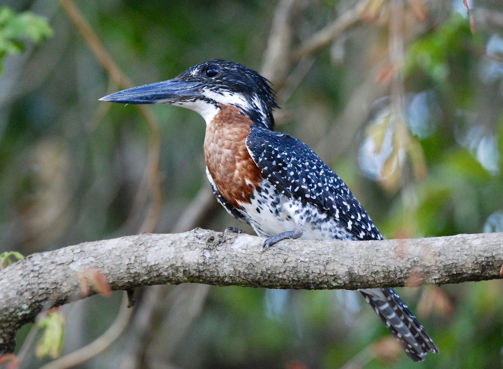 Murchison fall National Park Birding Safari