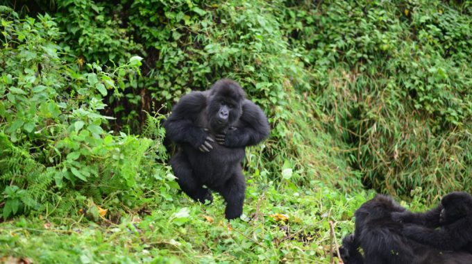 Congo Gorillas
