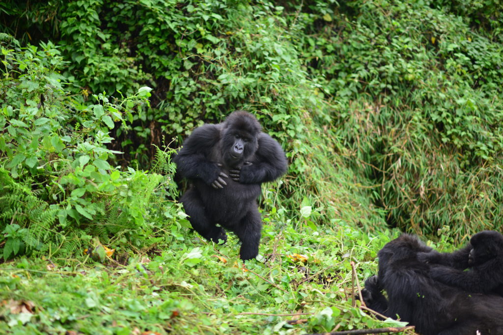 Congo gorillas