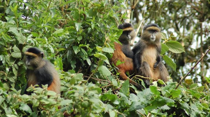 Golden Monkey Trekking In Uganda And Rwanda