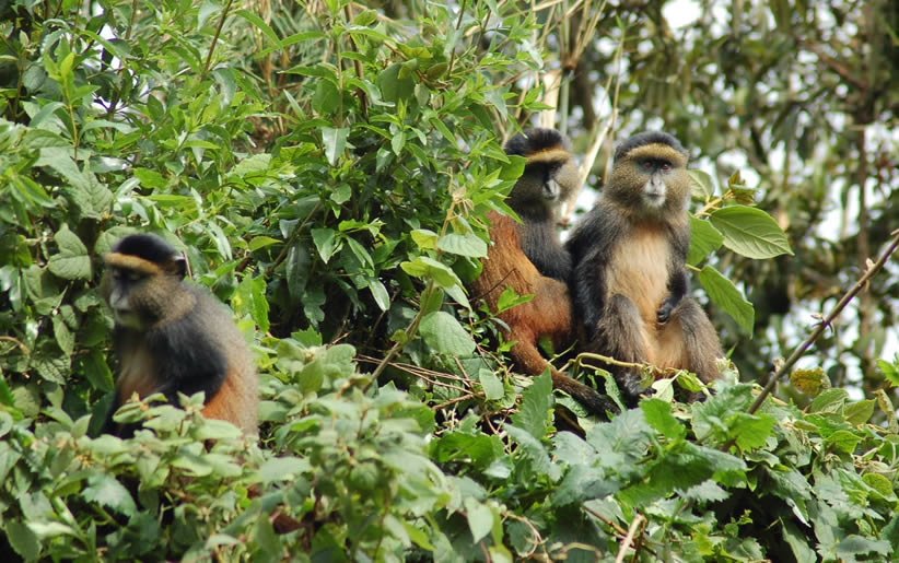 Golden monkey trekking in Uganda and Rwanda