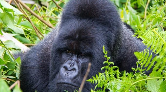 Best Time To Go For Gorilla Trekking