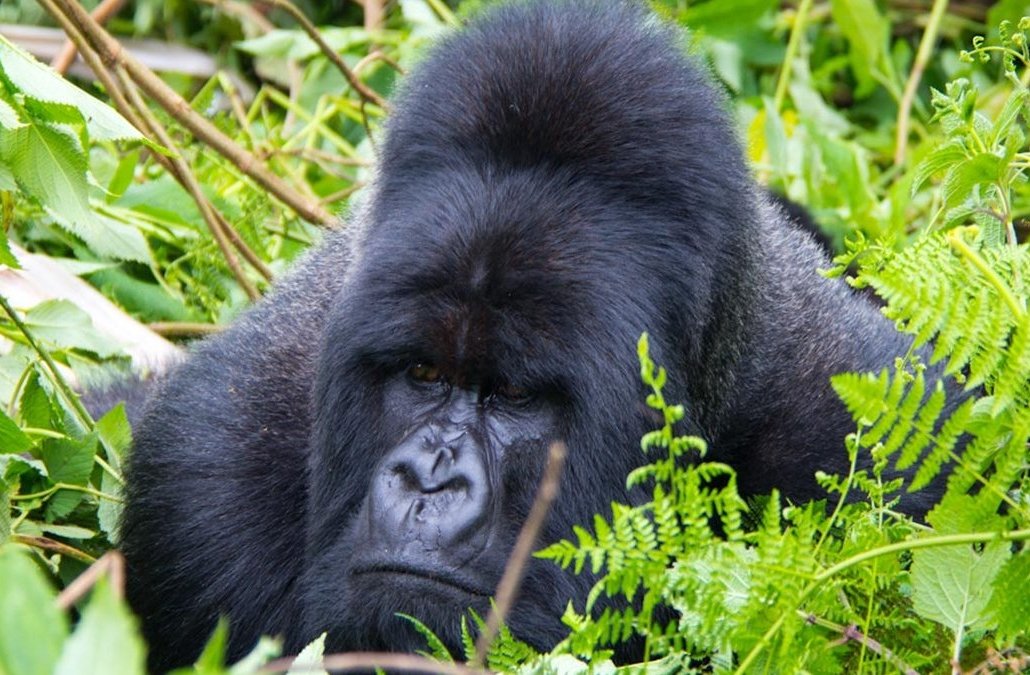 Best time to go for gorilla trekking