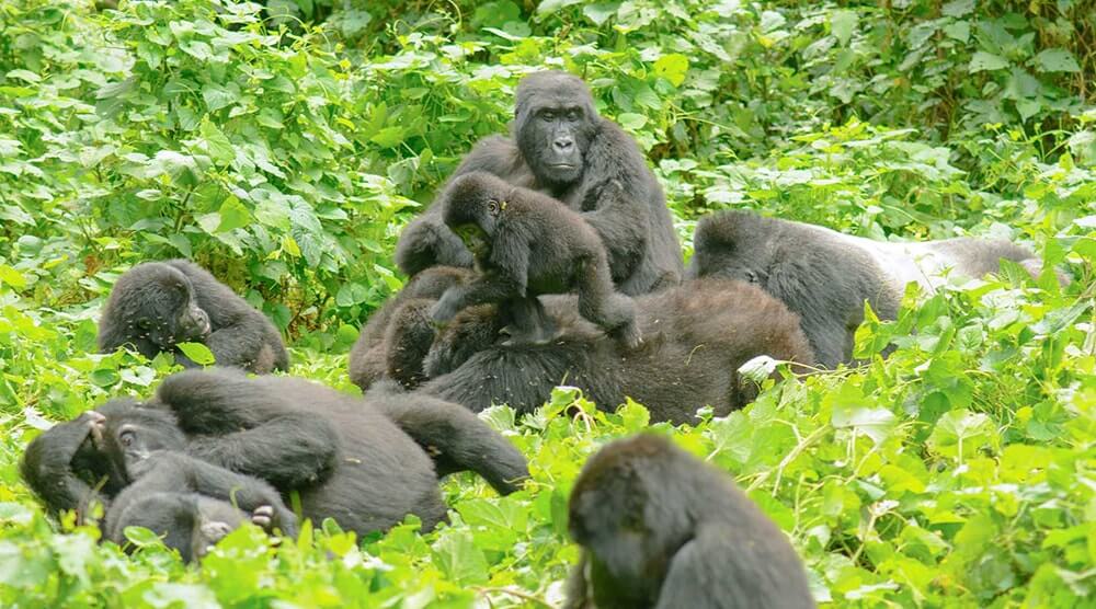 Best place for gorilla trekking